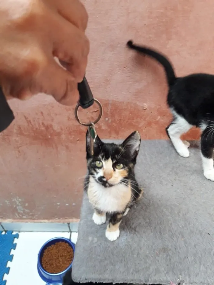 Gato ra a Srd idade 2 a 6 meses nome Nicole
