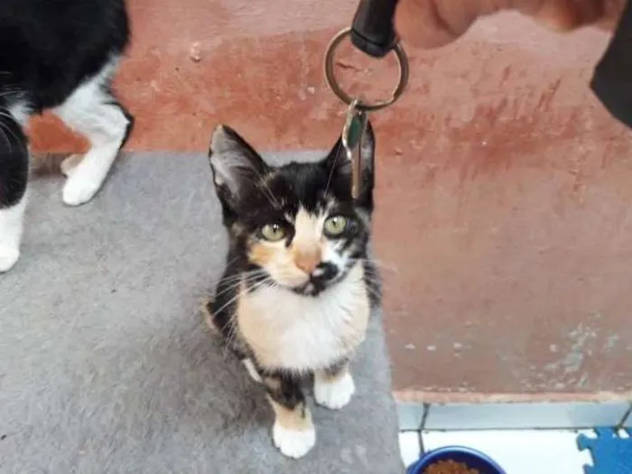 Gato ra a Srd idade 2 a 6 meses nome Nicole