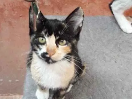 Gato ra a Srd idade 2 a 6 meses nome Nicole