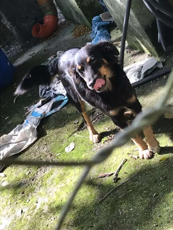 Cachorro ra a Viralata idade 3 anos nome Pretinha