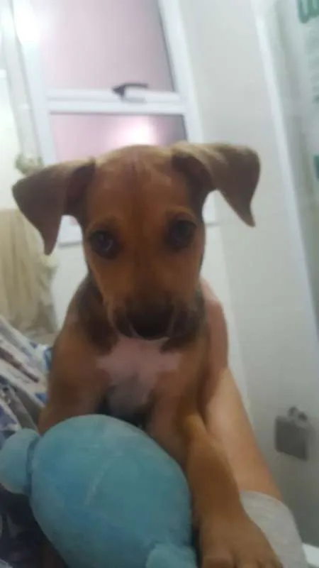 Cachorro ra a  idade 2 a 6 meses nome Paçoca