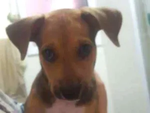 Cachorro raça  idade 2 a 6 meses nome Paçoca