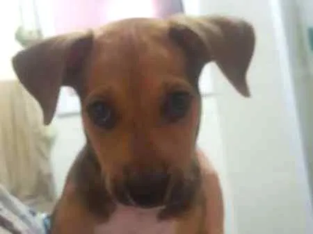 Cachorro ra a  idade 2 a 6 meses nome Paçoca