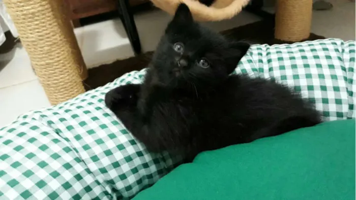 Gato ra a  idade Abaixo de 2 meses nome Sem nome