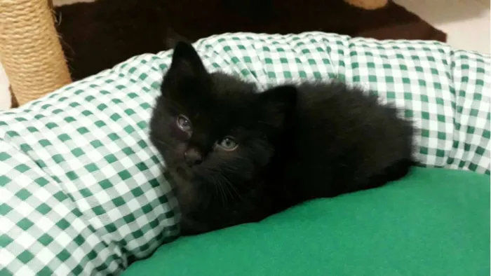 Gato ra a  idade Abaixo de 2 meses nome Sem nome