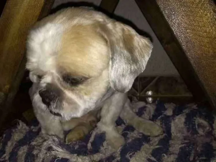 Cachorro ra a Shih tzus idade 3 anos nome Peludinho