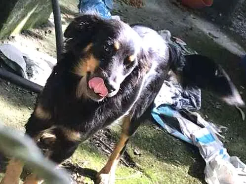 Cachorro ra a Viralata idade 3 anos nome Pretinha