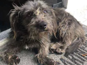 Cachorro raça Vira Lata idade 3 anos nome Ziggy
