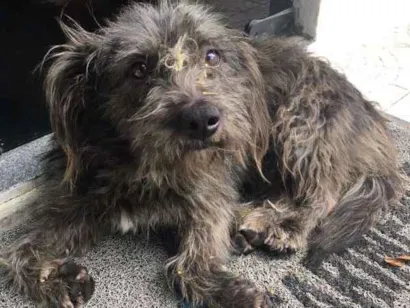 Cachorro raça Vira Lata idade 3 anos nome Ziggy