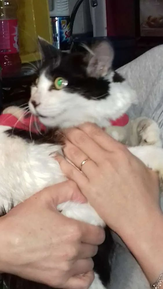 Gato ra a sem raça definida idade 1 ano nome Sidy
