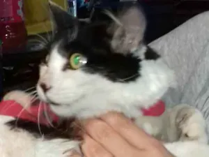 Gato raça sem raça definida idade 1 ano nome Sidy
