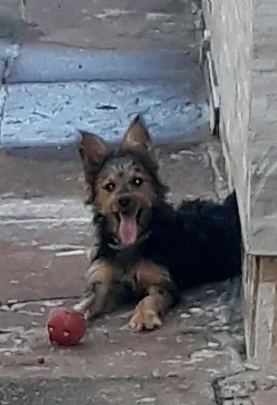 Cachorro ra a Mista idade 7 a 11 meses nome Luna