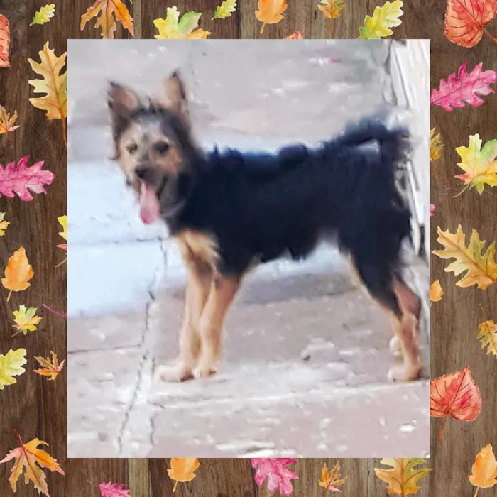 Cachorro ra a Mista idade 7 a 11 meses nome Luna