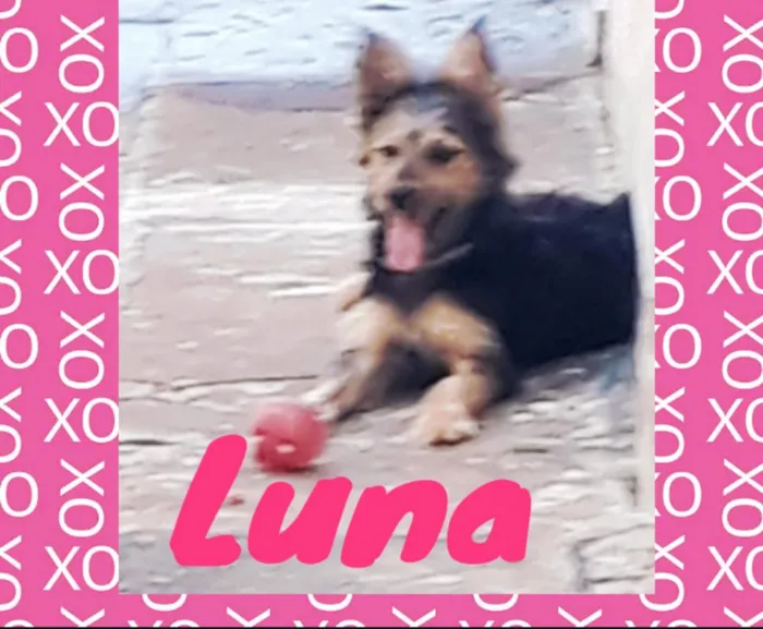 Cachorro ra a Mista idade 7 a 11 meses nome Luna