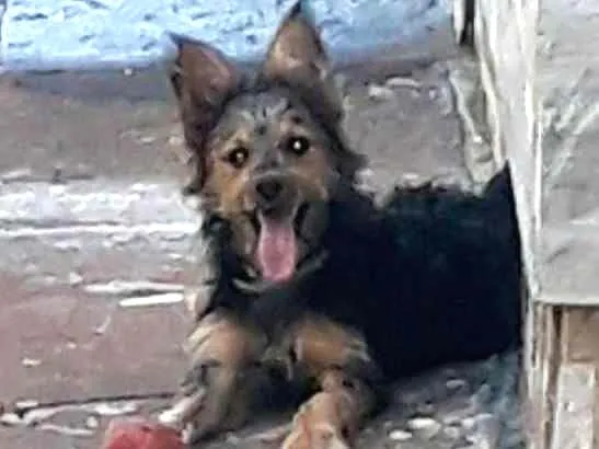 Cachorro ra a Mista idade 7 a 11 meses nome Luna