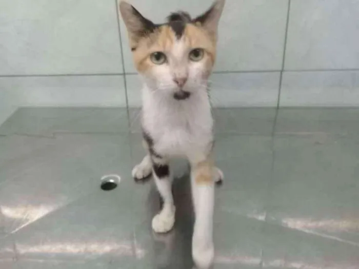 Gato ra a SRD idade 1 ano nome Sem nome