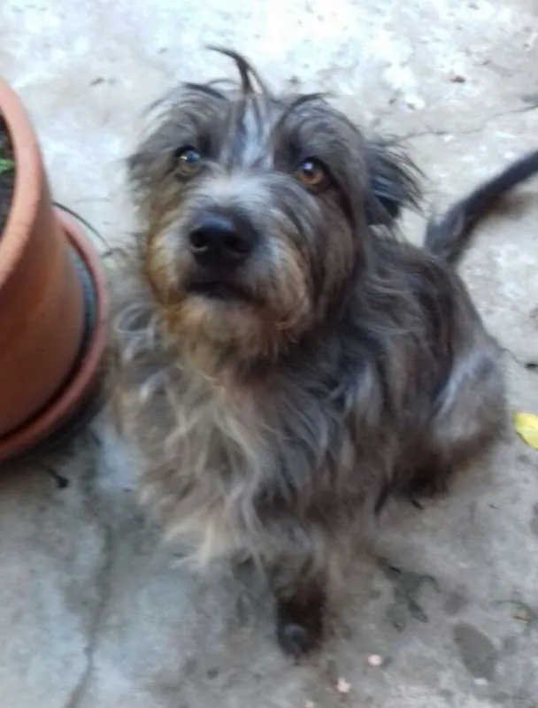 Cachorro ra a Wirehaired Pointting Griffon idade 1 ano nome Lord