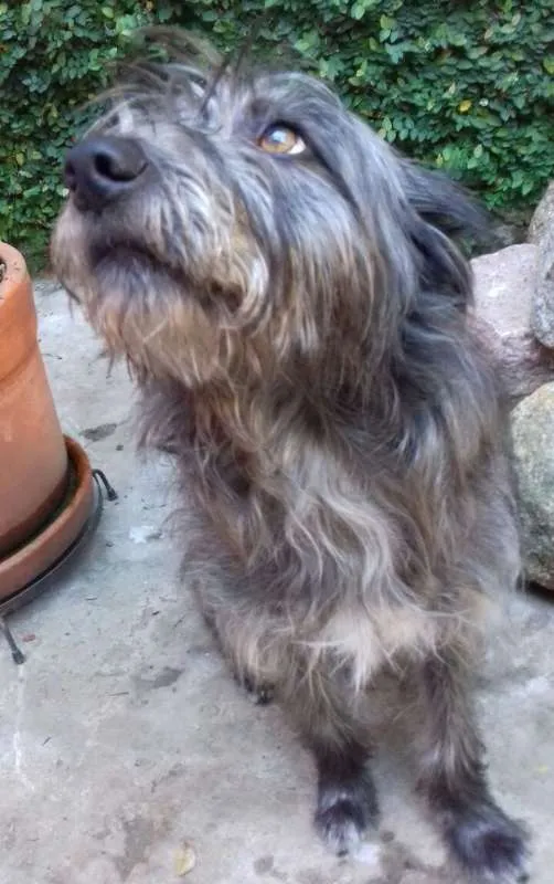 Cachorro ra a Pelo de Arame idade 2 anos nome Lorde de Raça