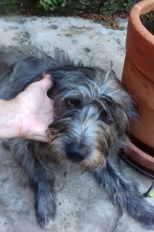 Cachorro ra a Pelo de Arame idade 2 anos nome Lorde de Raça