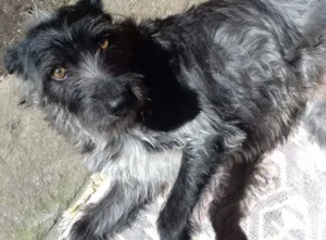 Cachorro raça Pelo de Arame idade 2 anos nome Lorde de Raça