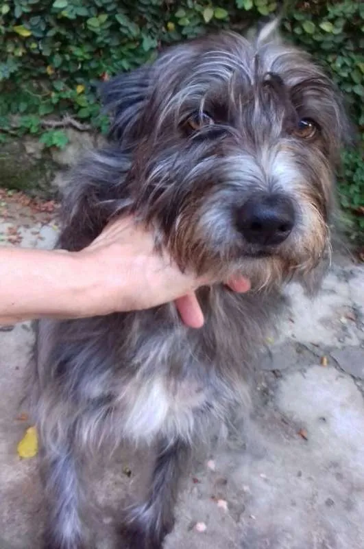 Cachorro ra a Pelo de Arame idade 2 anos nome Lorde de Raça