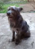 Lorde de Raça