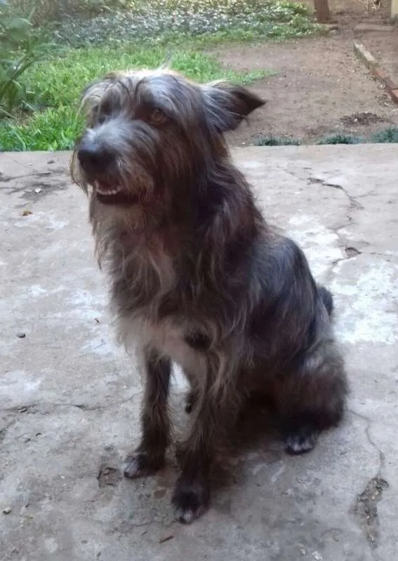 Cachorro ra a Pelo de Arame idade 2 anos nome Lorde de Raça