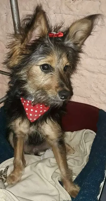 Cachorro ra a Mista idade 7 a 11 meses nome Luna