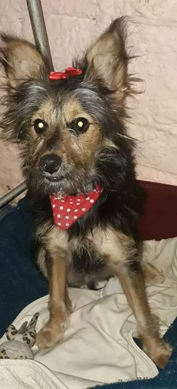 Cachorro ra a Mista idade 7 a 11 meses nome Luna