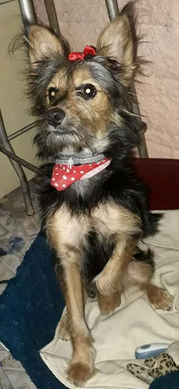 Cachorro ra a Mista idade 7 a 11 meses nome Luna