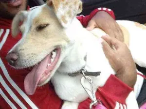 Cachorro raça SDR idade 7 a 11 meses nome Kurama