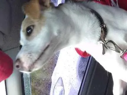 Cachorro ra a SDR idade 7 a 11 meses nome Kurama