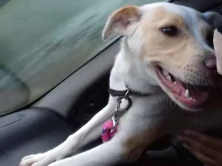 Cachorro ra a SDR idade 7 a 11 meses nome Kurama