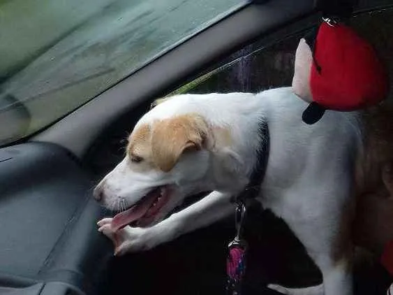 Cachorro ra a SDR idade 7 a 11 meses nome Kurama