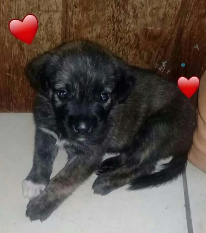 Cachorro ra a RCD idade Abaixo de 2 meses nome filhotes 