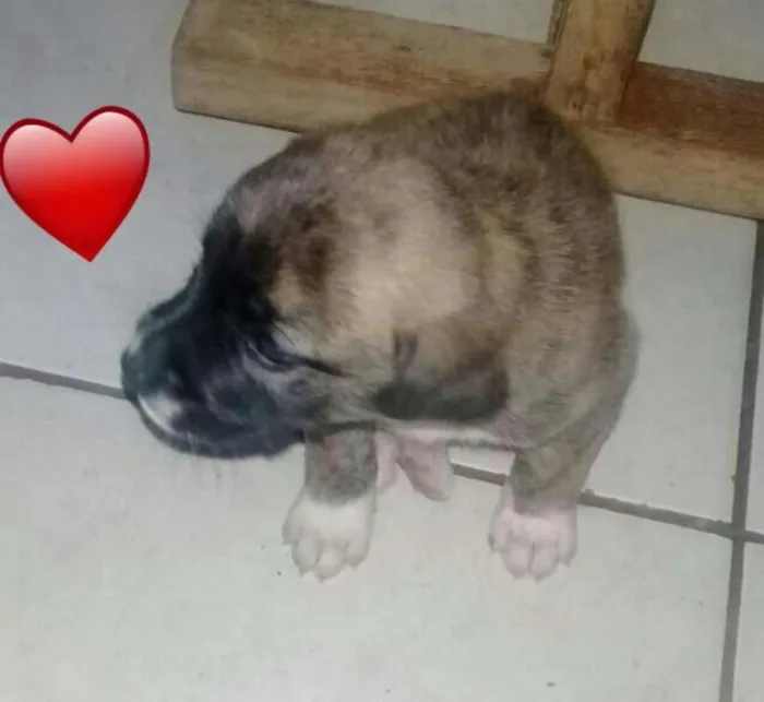 Cachorro ra a RCD idade Abaixo de 2 meses nome filhotes 