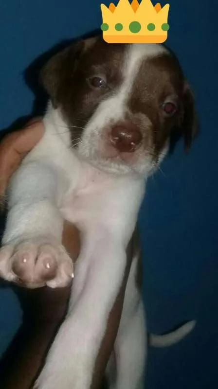 Cachorro ra a RCD idade Abaixo de 2 meses nome filhotes 