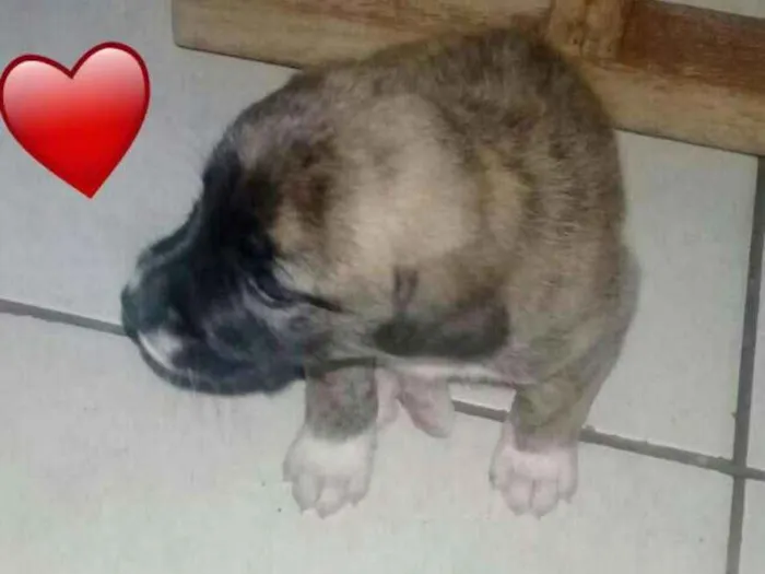 Cachorro ra a RCD idade Abaixo de 2 meses nome filhotes 