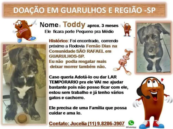 Cachorro ra a Sem raça definida idade 2 a 6 meses nome Toddy