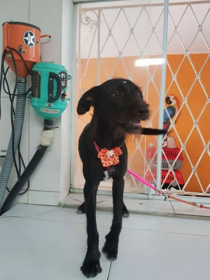 Cachorro ra a Sem raça definida idade 1 ano nome Beth