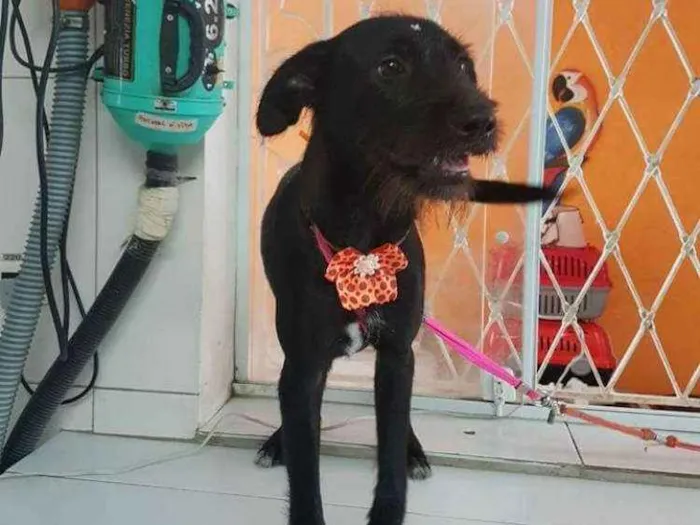 Cachorro ra a Sem raça definida idade 1 ano nome Beth