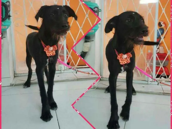 Cachorro ra a Sem raça definida idade 1 ano nome Beth