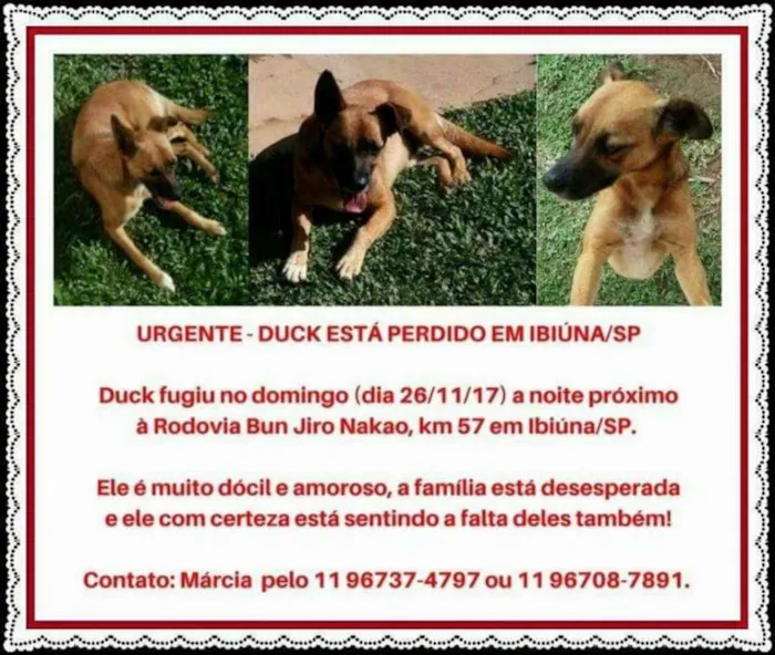 Cachorro ra a Sem raça definida idade 4 anos nome Duck