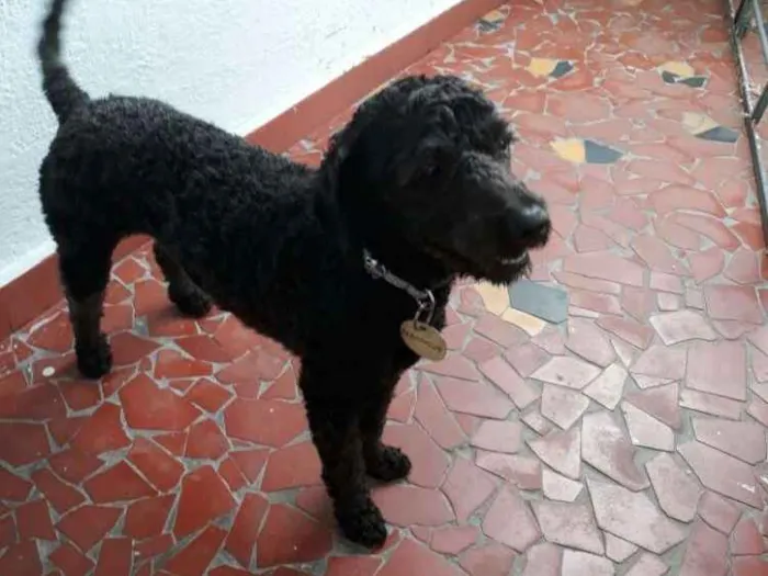 Cachorro ra a Poodle idade 1 ano nome Black