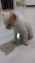 Branquinho