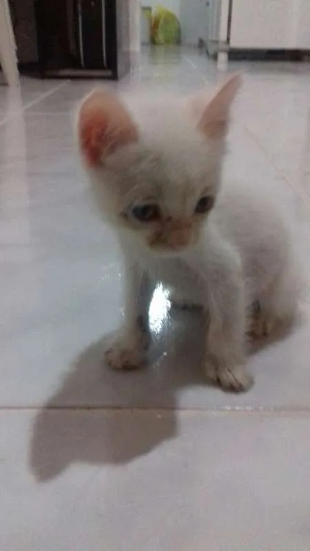 Gato ra a gato idade Abaixo de 2 meses nome Branquinho