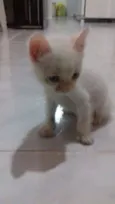 Branquinho