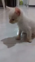 Branquinho