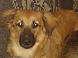 Cachorro raça Srd idade 3 anos nome Luna