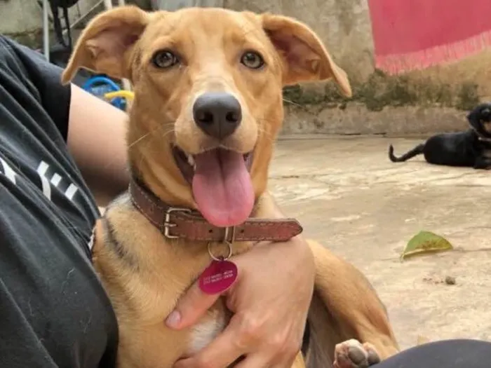 Cachorro ra a SRD idade  nome Lara